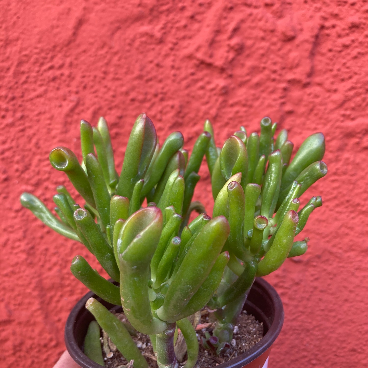 ogre jade plant Crassula ovata 'Gollum'