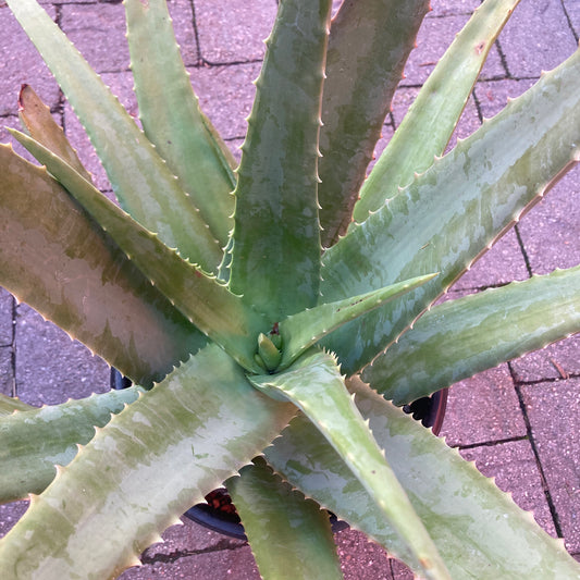 Aloe barbadensis - Aloe Vera