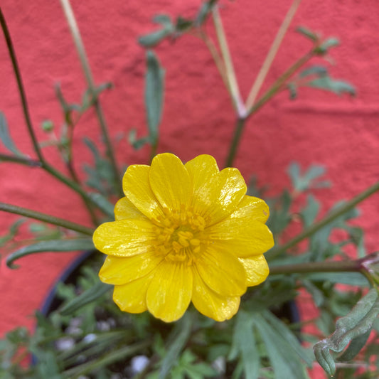 Ranunculus californicus - California Buttercup