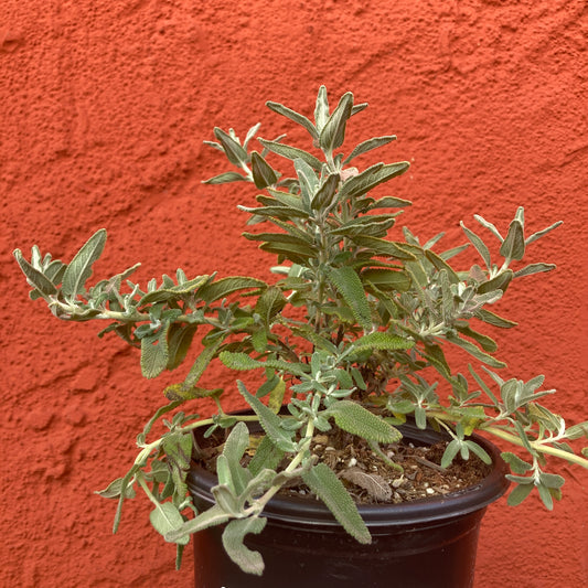 Salvia leucophylla 'Pt Sal Spreader' - Spreading Purple Sage