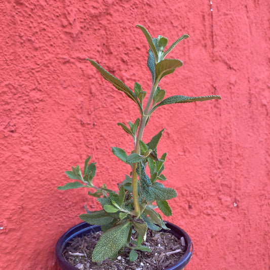Salvia 'Calamity Jane' - Calamity Jane Black Sage
