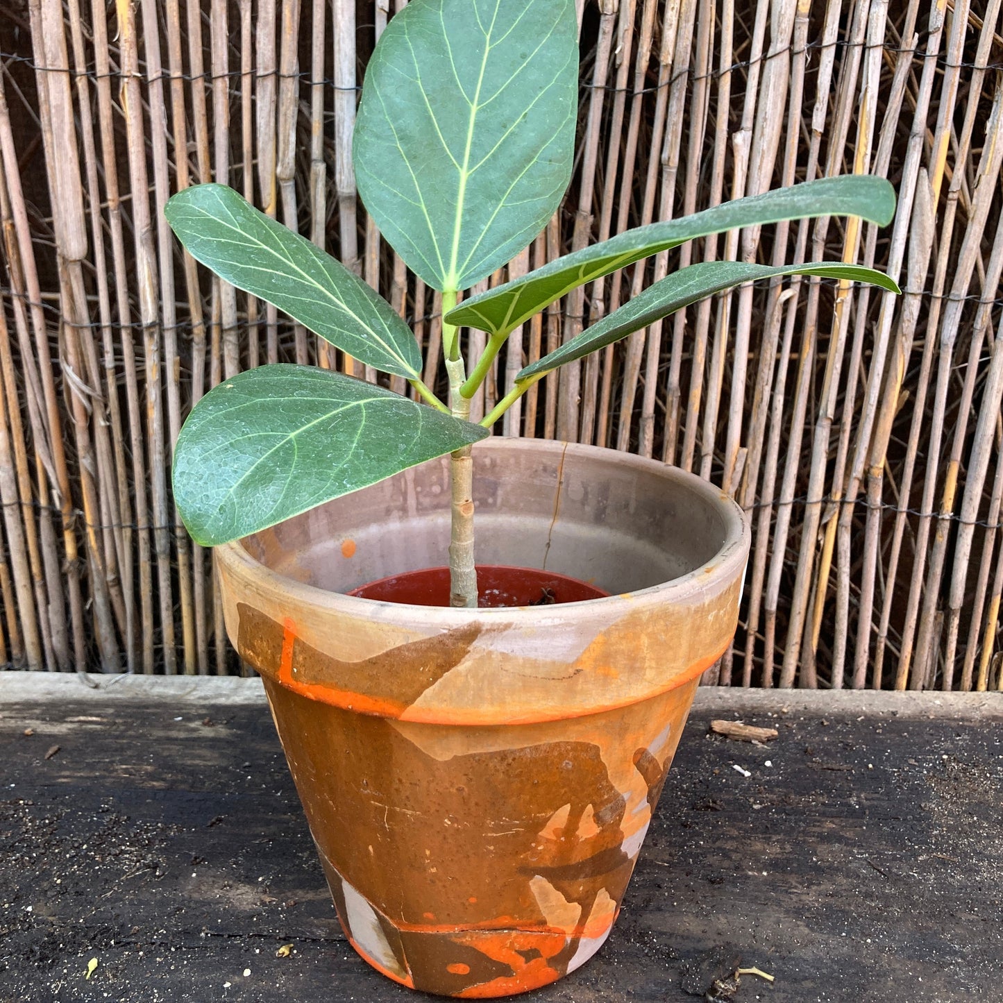 6" Orange Planter / Chthonic Ivy