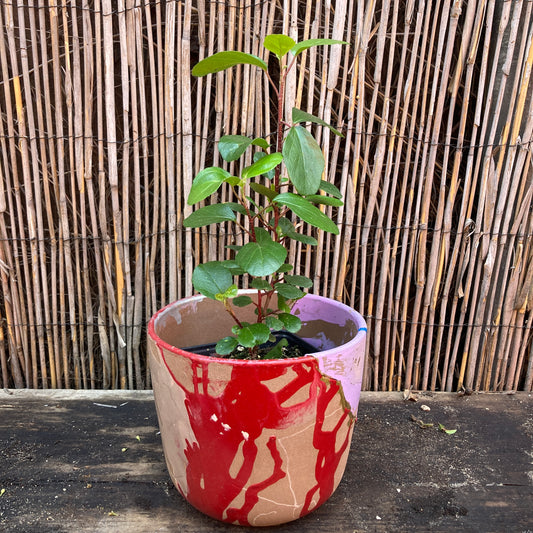 7" Red and Purple Planter / Chthonic Ivy