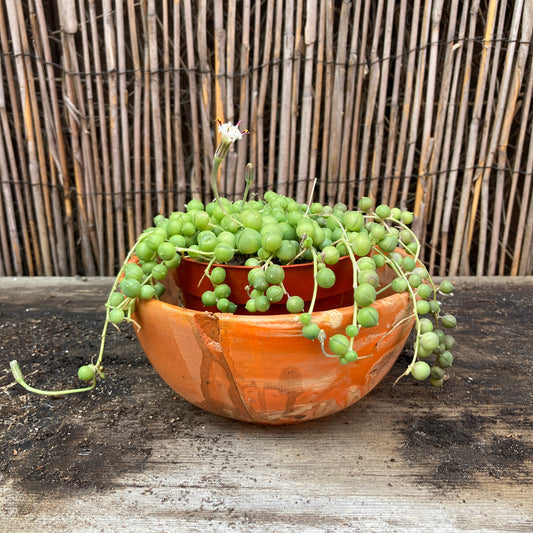 6" Low Orange Planter / Chthonic Ivy