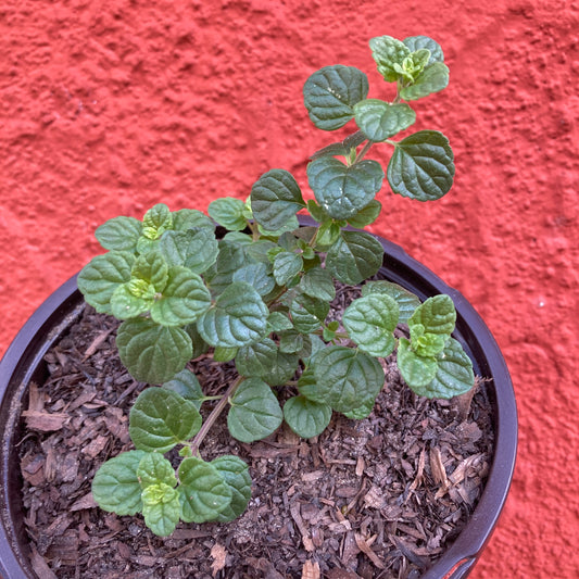 Clinopodium chandleri (syn. Satureja chandleri) - San Miguel Savory