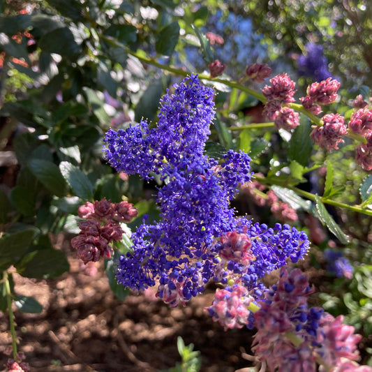 Ceanothus 'Ray Hartman' - Ray Hartman California Lilac