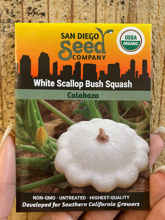 Squash, White Scallop Bush - San Diego Seed Company