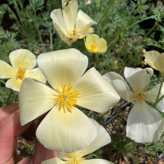 Eschscholzia californica 'Buttermilk' - California Poppy