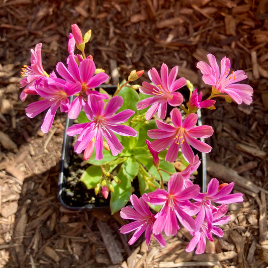 Lewisia cotyledon - Cliff Maids