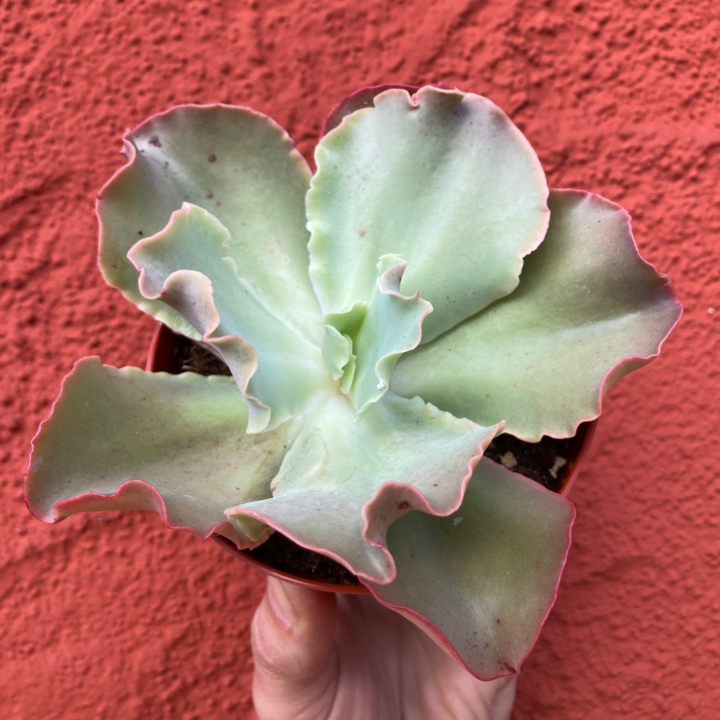 Echeveria 'Giant Ruffles'