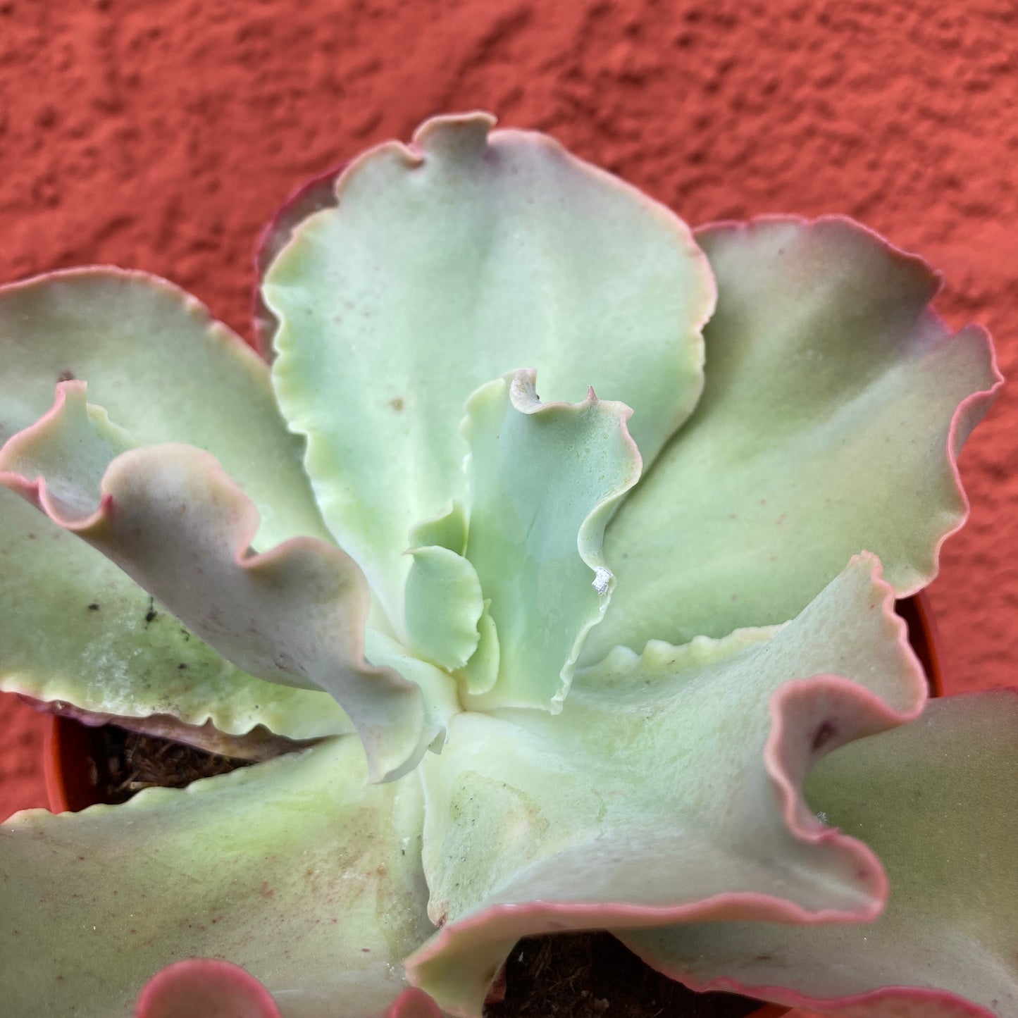 Echeveria 'Giant Ruffles'