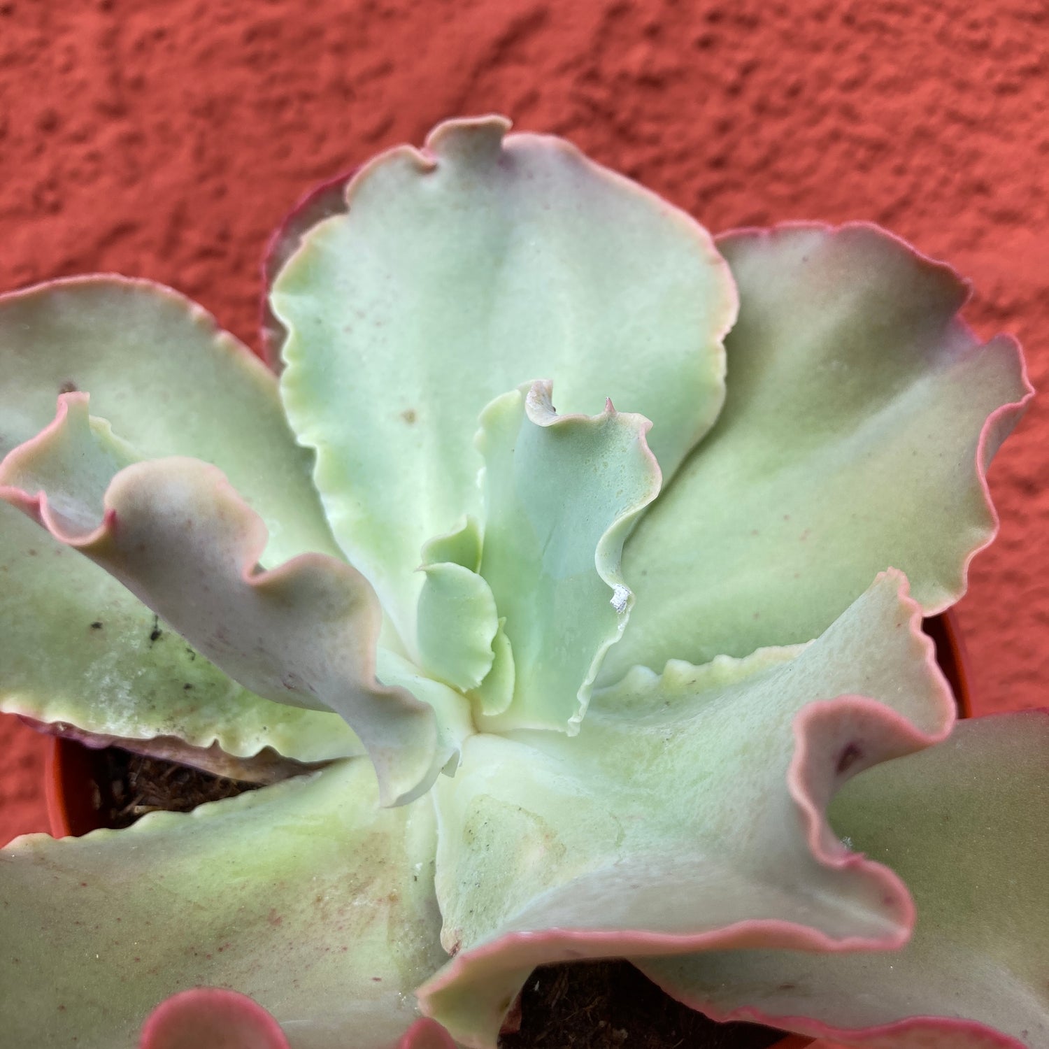Echeveria 'Giant Ruffles' β Artemisia Nursery