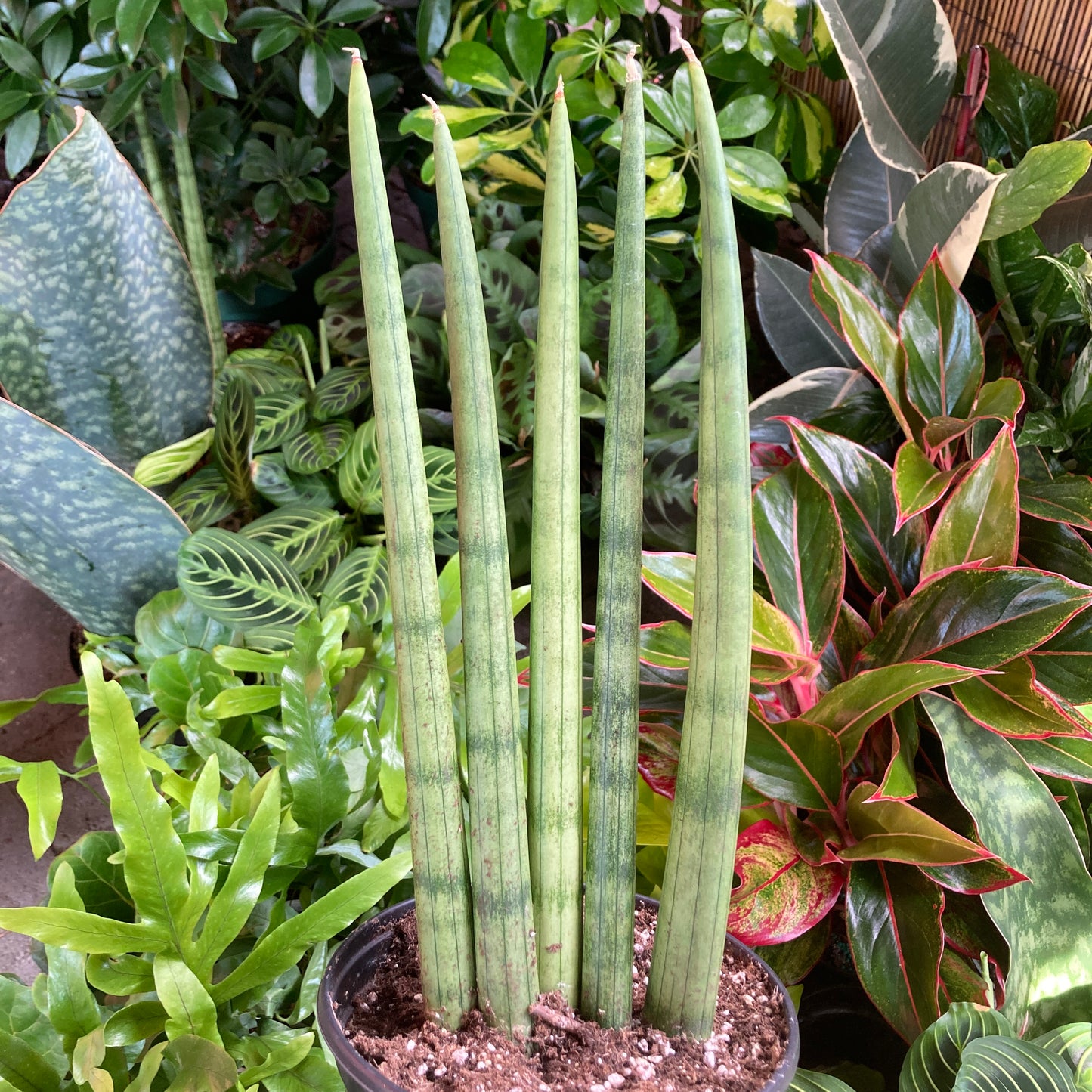 Sansevieria cylindrica 'Fingers'