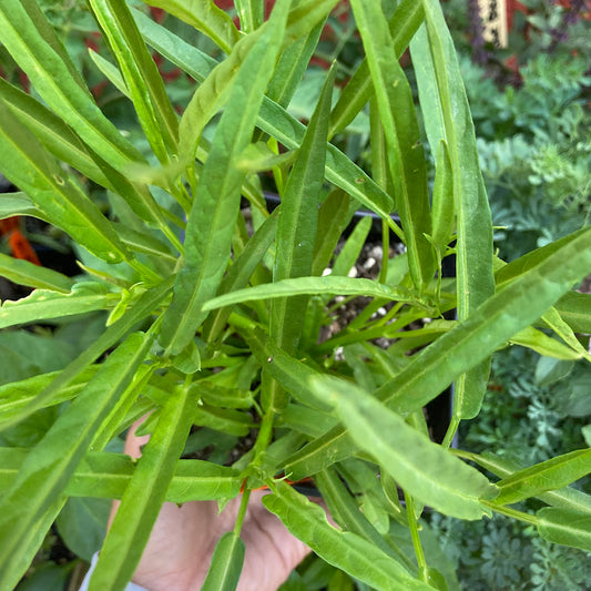 Water Spinach