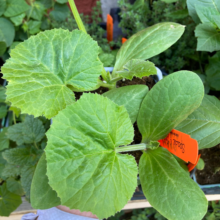 Butternut Squash