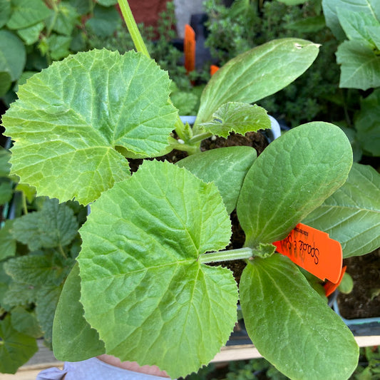 Butternut Squash
