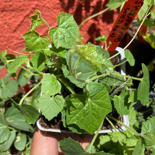 Mexican Sour Gherkins