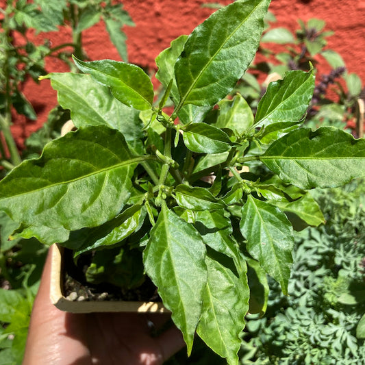 Habanero Pepper