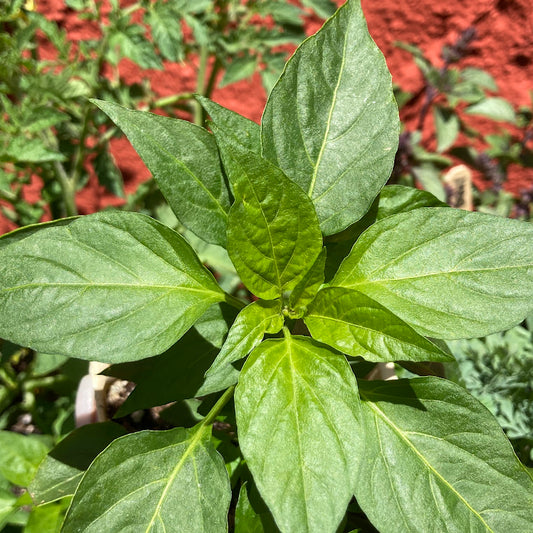 Thai Dragon Pepper