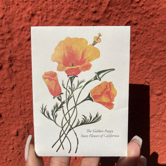 Eschscholzia Californica Seeds - Theodore Payne Foundation