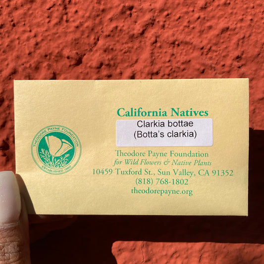 Clarkia bottae - Botta's Clarkia Seeds