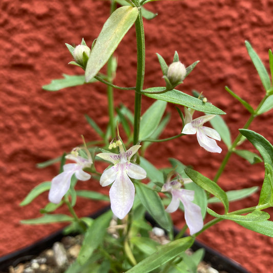 Teucrium glandulosum - Sticky Germander