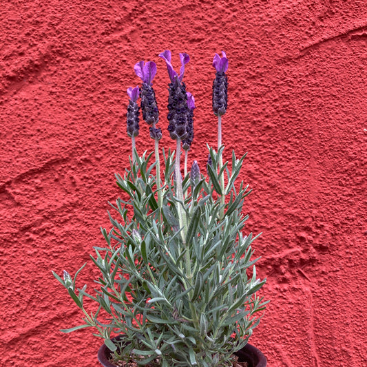 Lavandula stoechas 'La Diva Big Night' - Spanish Lavender