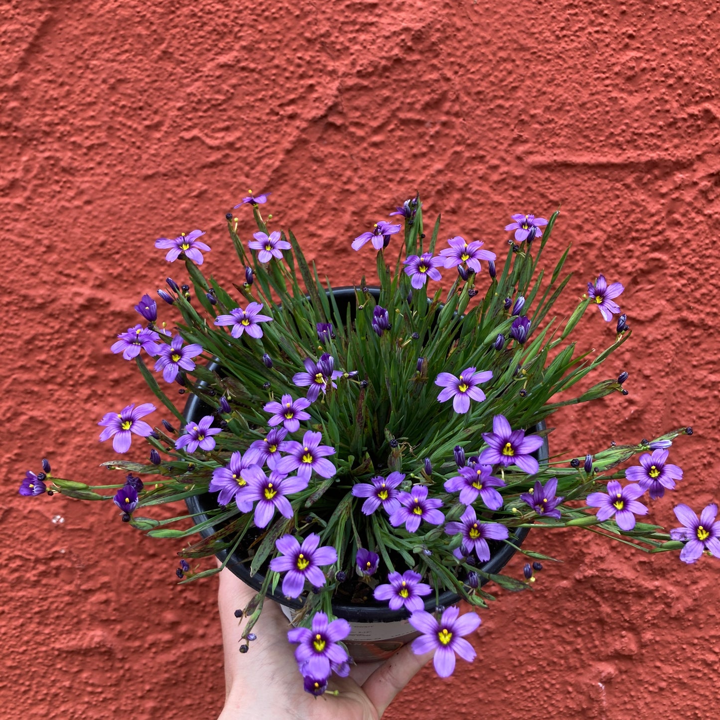 Sisyrinchium bellum 'Dwarf' - Dwarf Blue Eyed Grass