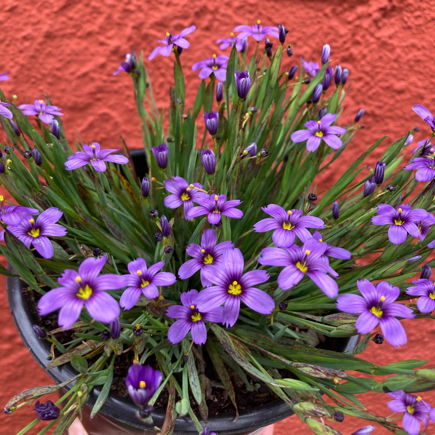 Sisyrinchium bellum 'Dwarf' - Dwarf Blue Eyed Grass