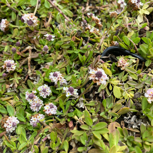 California Native Plants – Artemisia Nursery