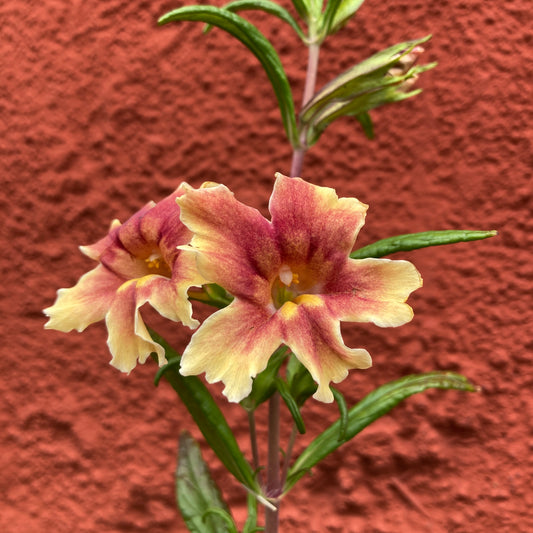 Mimulus 'Changeling' - Changeling Monkeyflower