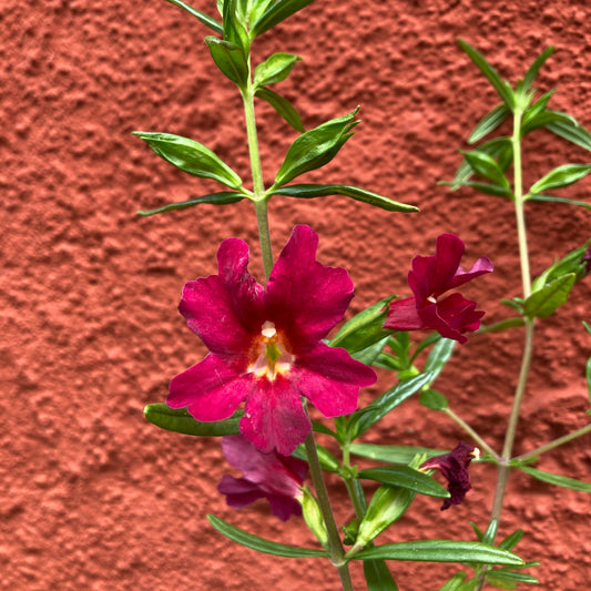 Mimulus ‘Jelly Bean Red’ - Red Monkey Flower