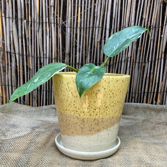 6" Yellow Speckled Planter / Rabbit Heart Ceramics