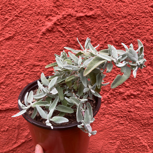 Salvia leucophylla 'Pt Sal' - Point Sal Purple Sage