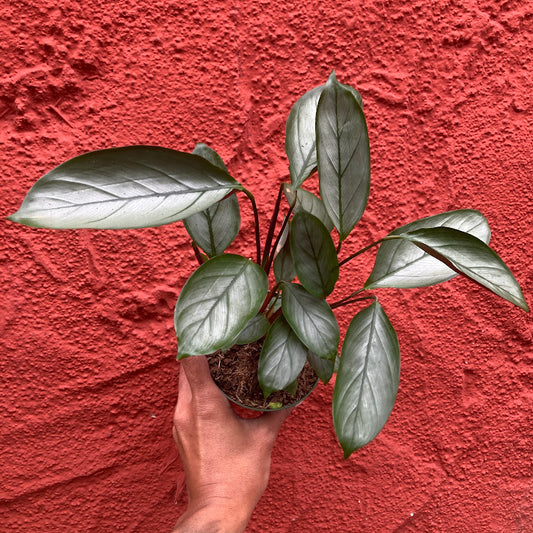 Calathea 'Grey Star'