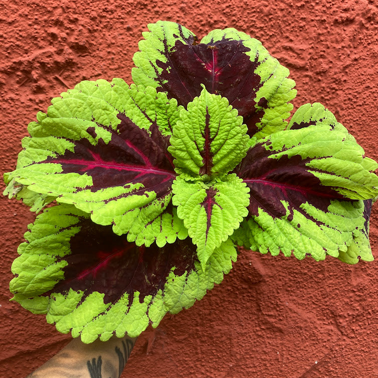 Coleus 'Kong'