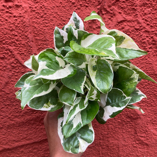Epipremnum ''N Joy'' - 'N Joy Pothos