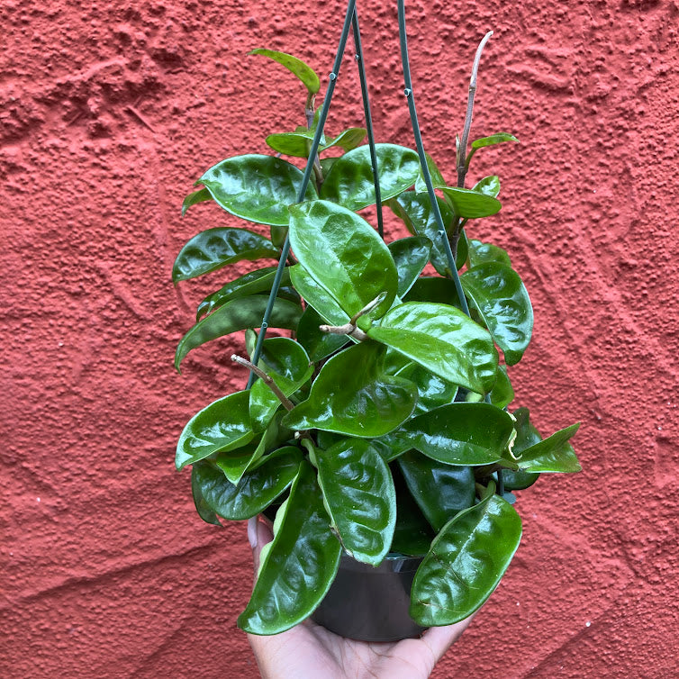 Hoya carnosa - Wax Plant