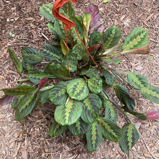 Maranta 'Red' - Prayer Plant