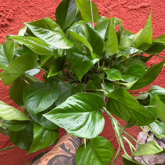 Epipremnum ‘Green Queen’ - Pothos