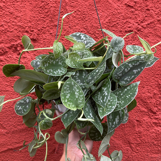 Scindapsus pictus 'Silver Splash' - Satin Pothos