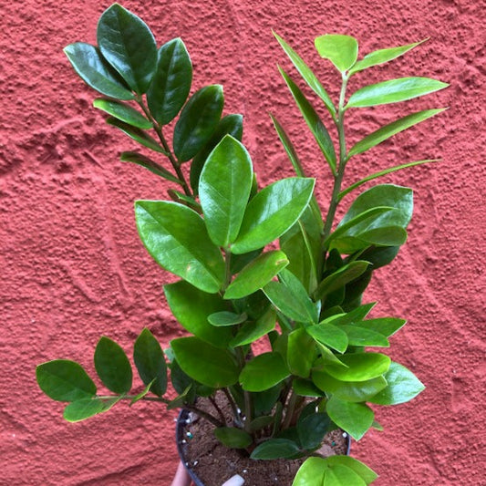 Zamioculcas zamiifolia - ZZ Plant