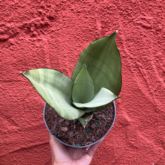 Sansevieria 'Moonshine' - Snake Plant
