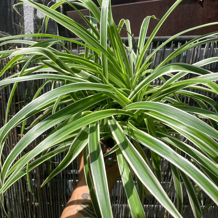 Chlorophytum comosum 'Reverse Variegatum' - Spider Plant