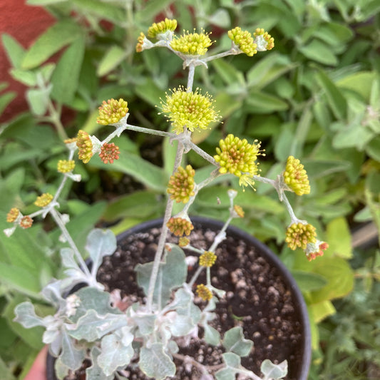 Eriogonum crocatum - Conejo Buckwheat, Saffron Buckwheat