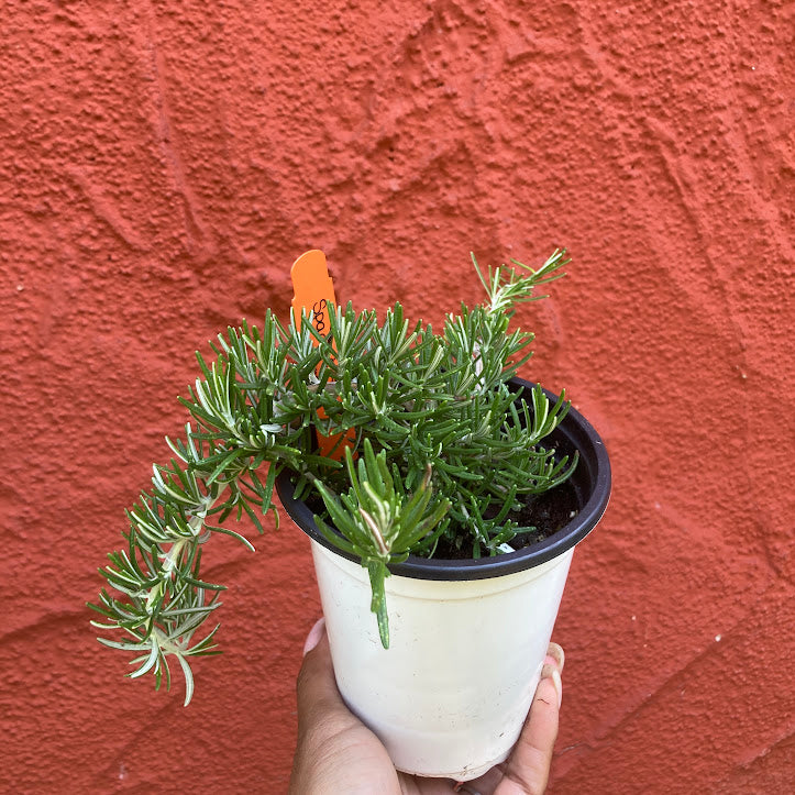 Trailing Rosemary