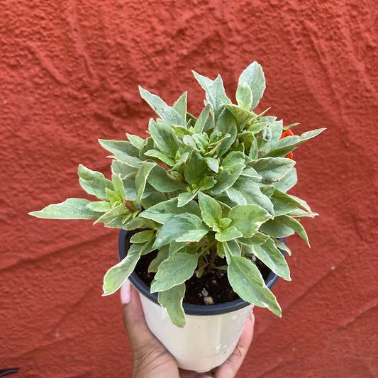 'Pesto Perpetuo' Variegated Basil