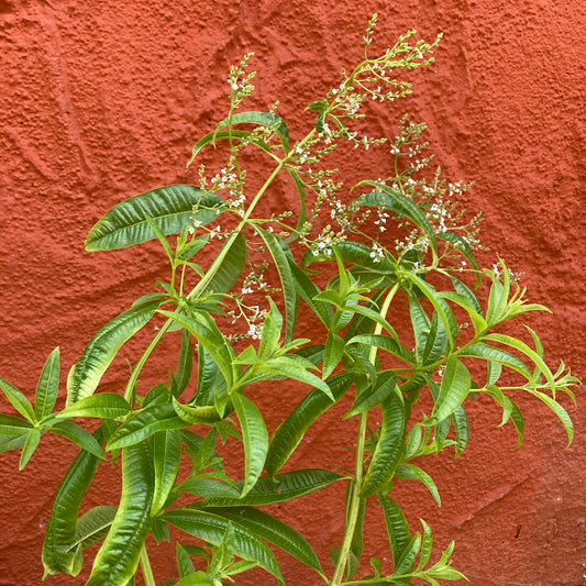 Lemon Verbena