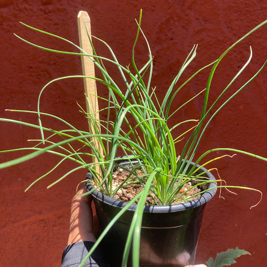 Garlic Chives