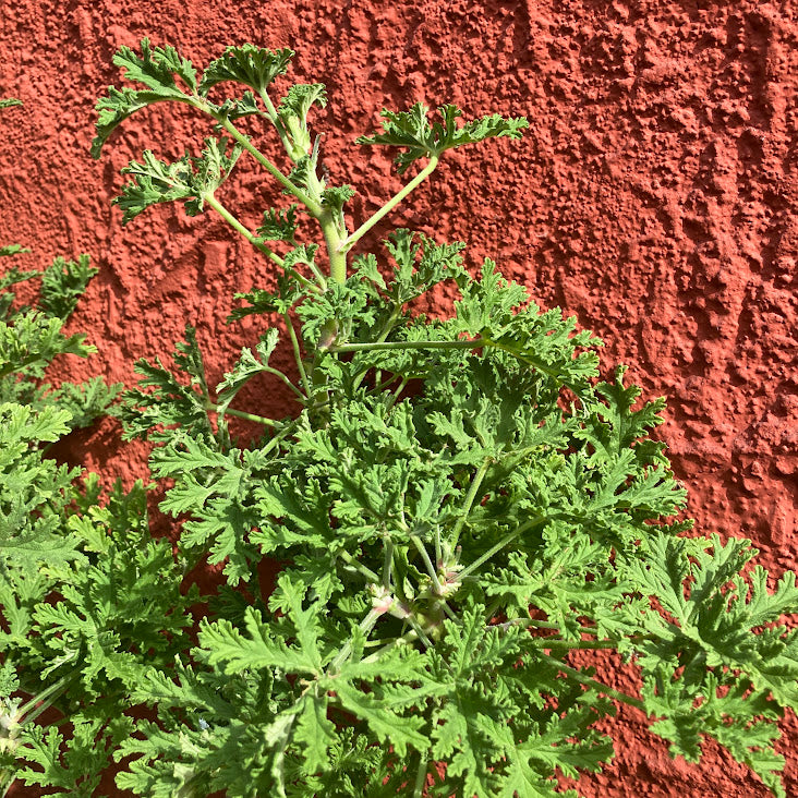 Citrus Geranium